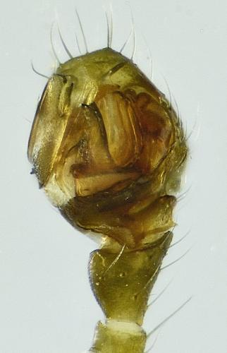 Agyneta rurestris